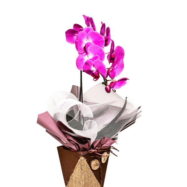 Orquídea Phalaenopsis Lilás