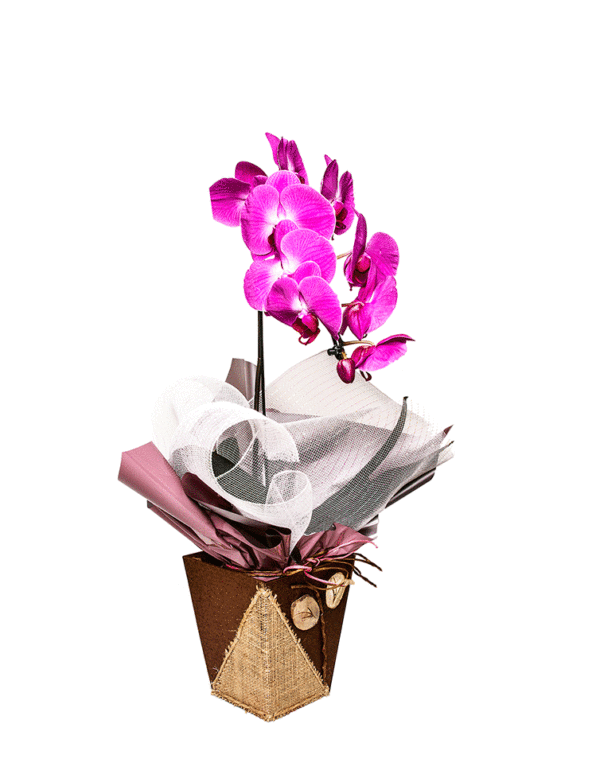 Orquídea Phalaenopsis Lilás