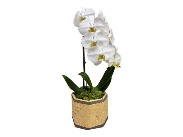 Orquídea Phalaenopsis Branca