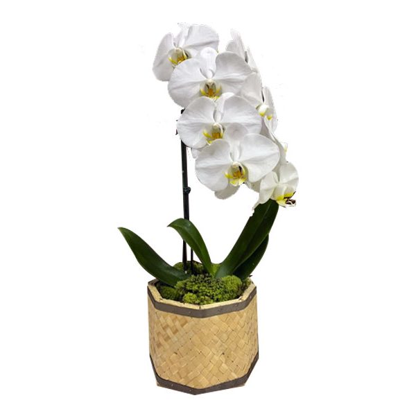 Orquídea Phalaenopsis Branca