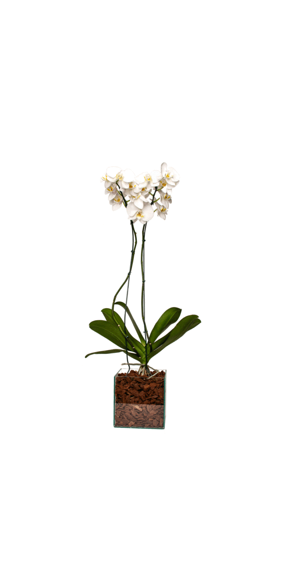 Orquídea Phalaenopsis Brancas Duas Hastes.