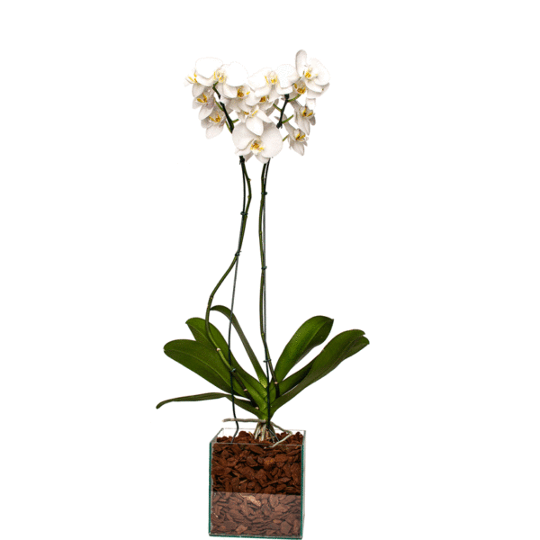 Orquídea Phalaenopsis Brancas Duas Hastes.