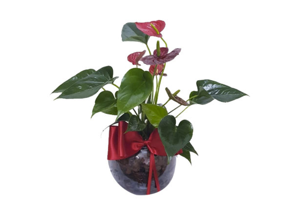 Antúrio Vermelho no Vaso de Vidro