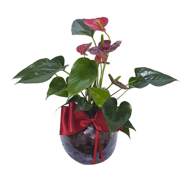 Antúrio Vermelho no Vaso de Vidro