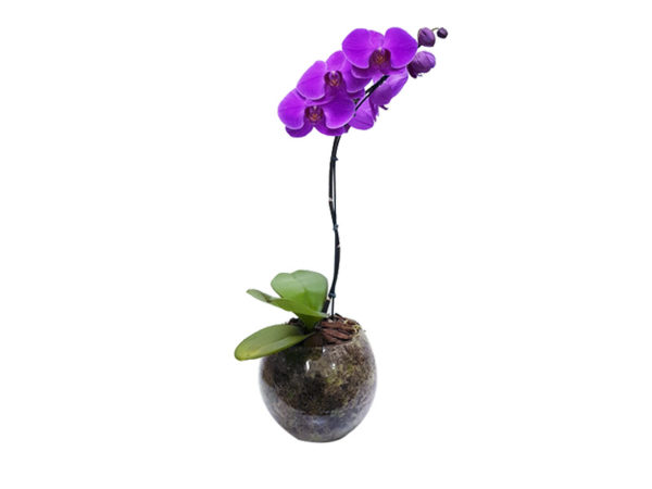 Orquidea Phalaenopsis Lilás