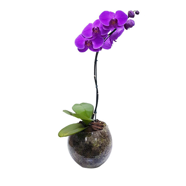 Orquidea Phalaenopsis Lilás