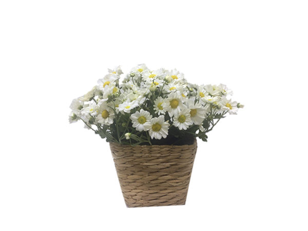 Vaso de Mini Margaridas
