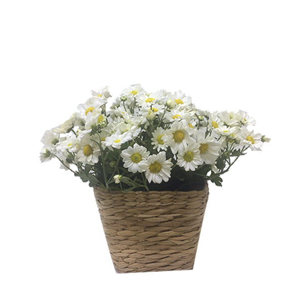 Vaso de Mini Margaridas
