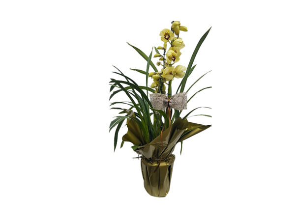 Orquídea  Cymbidium
