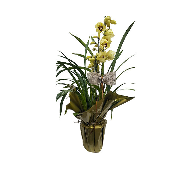 Orquídea  Cymbidium