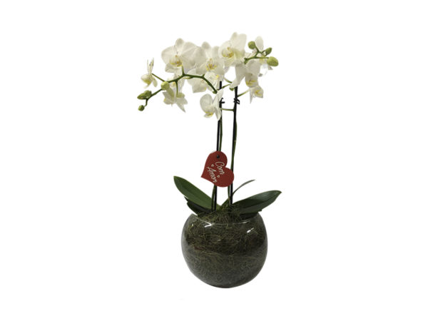 Mini Orquídea