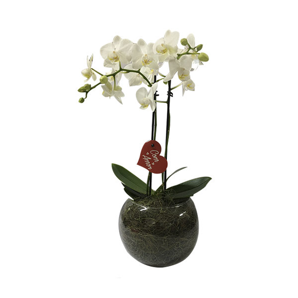 Mini Orquídea