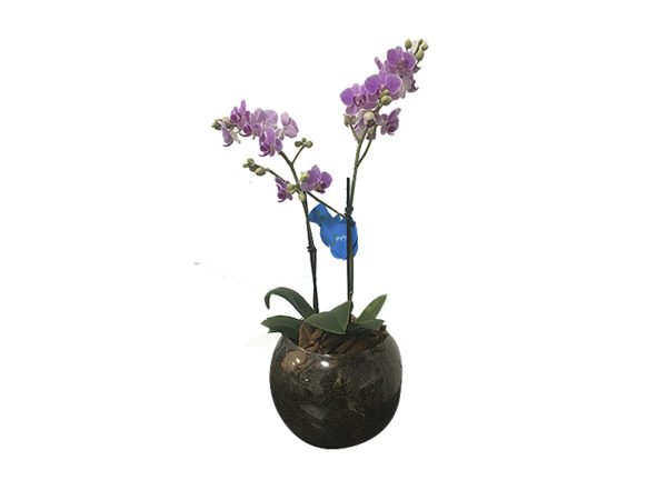 Mini Orquídea Lilás