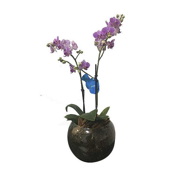 Mini Orquídea Lilás