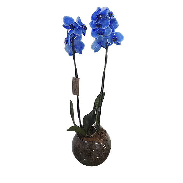 Orquídea Phalaenopsis Azul