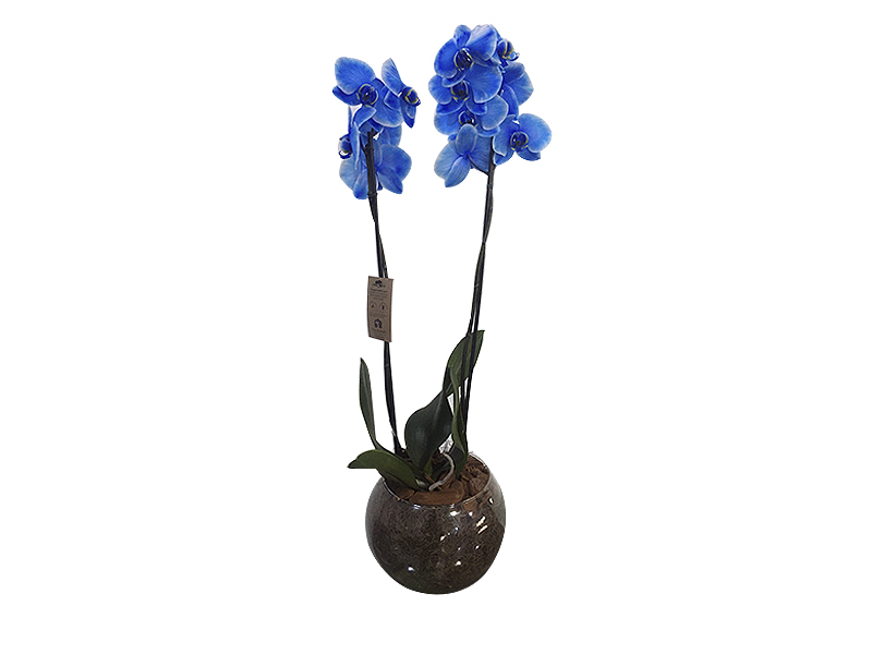 Orquídea Phalaenopsis Azul - Santos Flores
