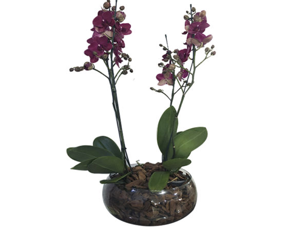 Orquidea Luxuosa