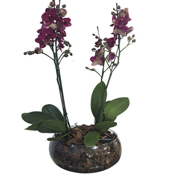 Orquidea Luxuosa