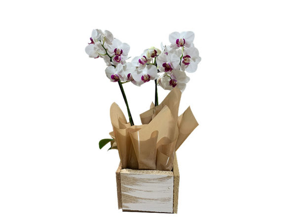 Mini Orquídea
