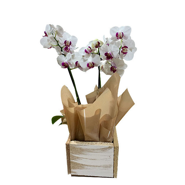 Mini Orquídea