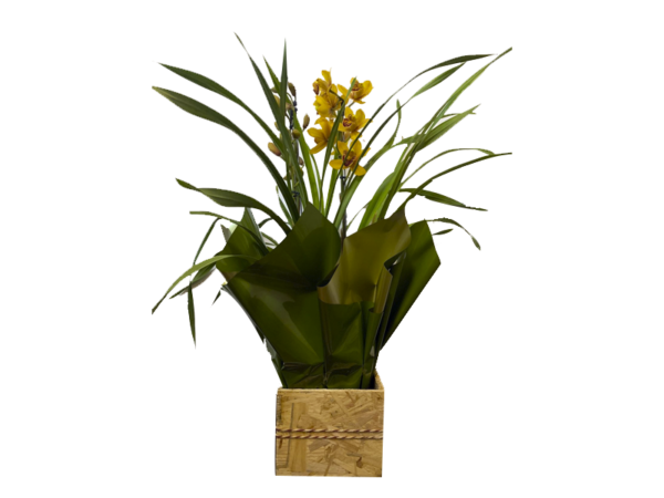 Orquídea  Cymbidium Especial