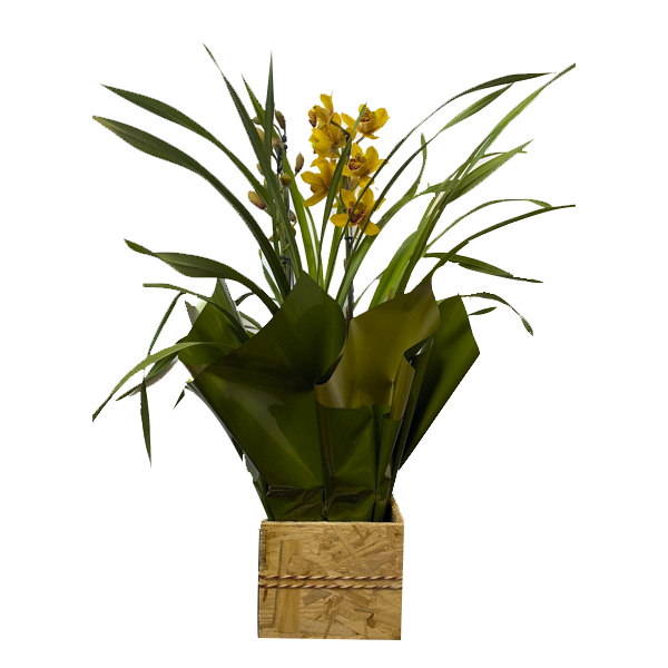 Orquídea  Cymbidium Especial