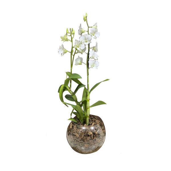 Mini Orquídea Branca no vidro