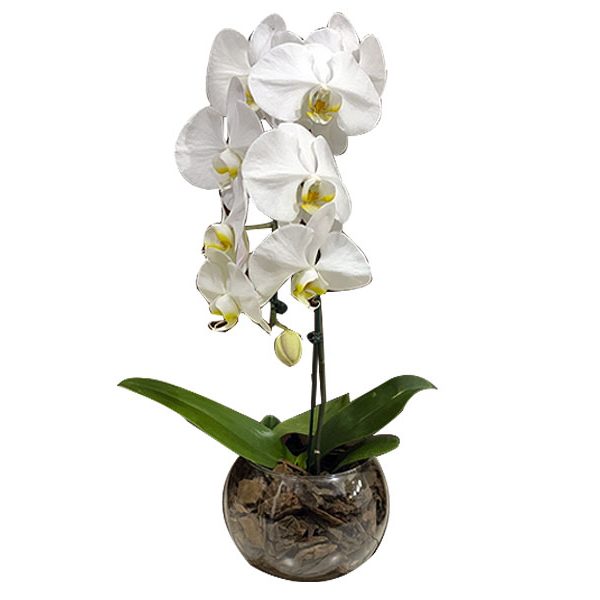 Orquídea Branca no vidro